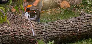 Best Tree Risk Assessment  in Claremont, NC