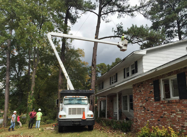 Best Utility Line Clearance  in Claremont, NC